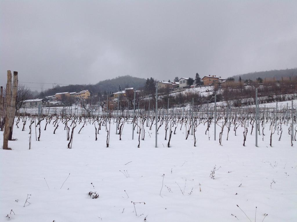 Azienda Agricola Garoglio Davide Alfiano Natta Exterior photo